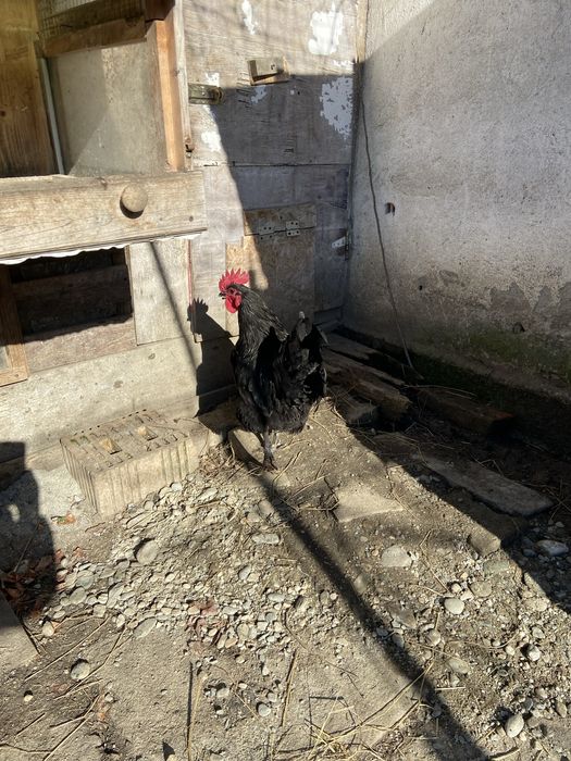 Vand cocos austrolop