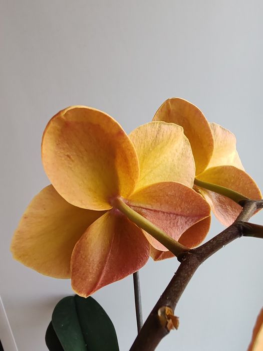 Орхидея фаленопсис