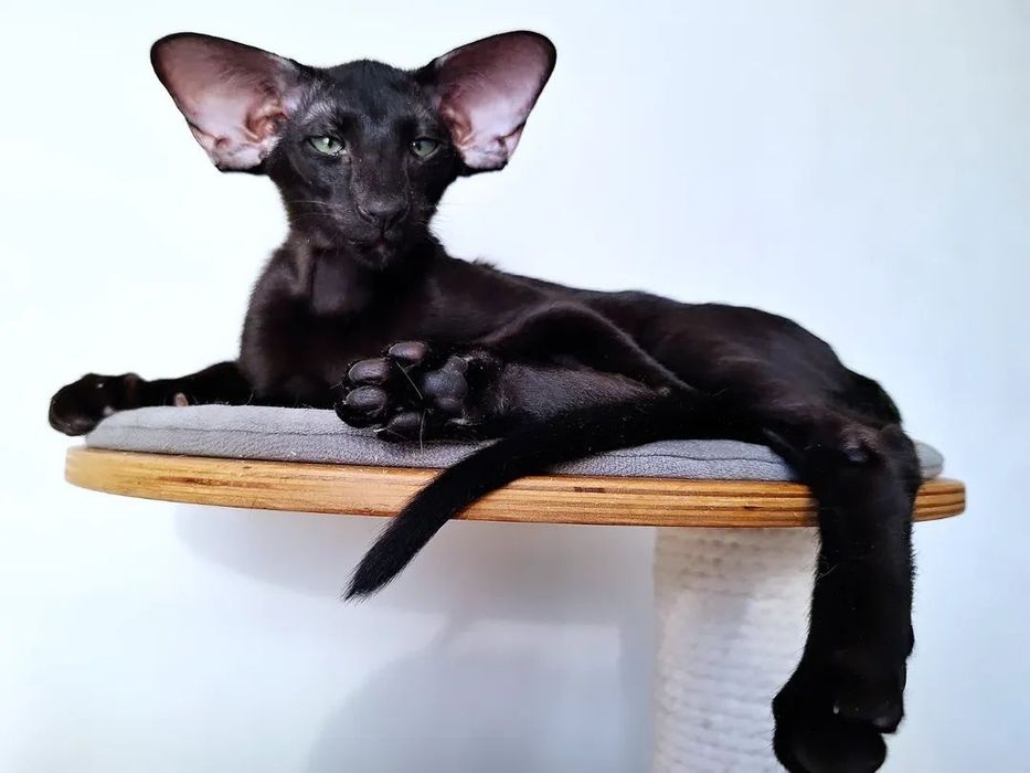 Ориентальный котёнок
