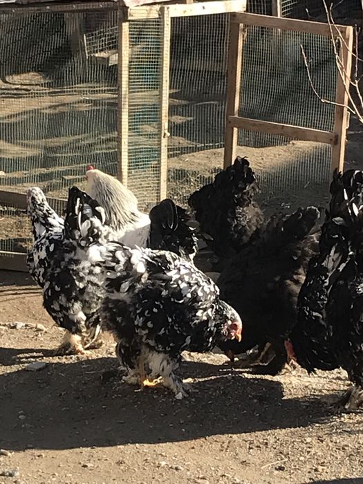 Brama mramr tuximlariga zakas olamiz