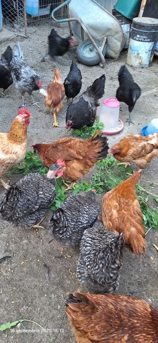 Gaini  americane , Oua consum de gaina la 2 lei