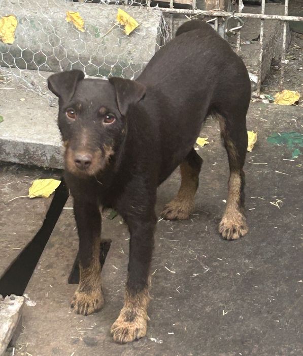Vând jagdterrier femellă 2 ani