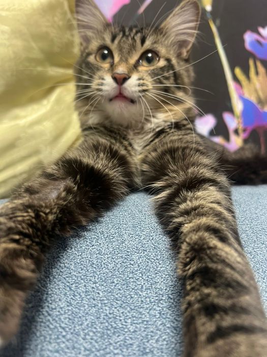 Котенок  просто чудо