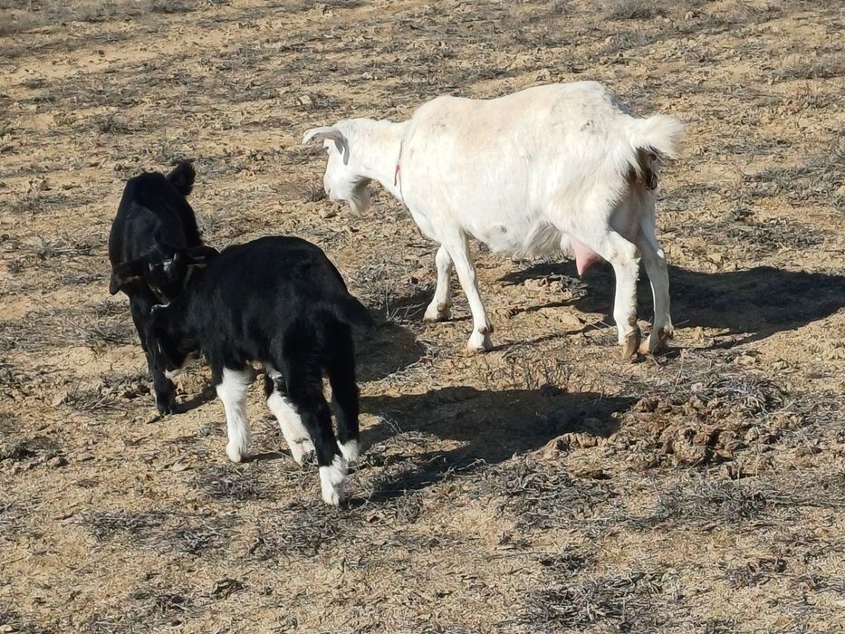 Алпи Нуби егіз теке лақтар