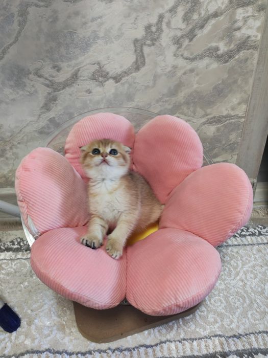 Шикарные котята от правильной вязки