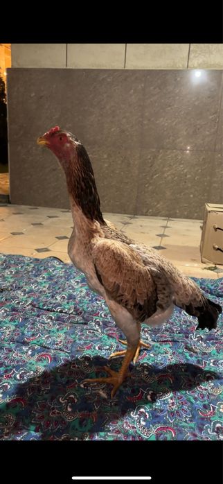 Дакан Мекен Кареец