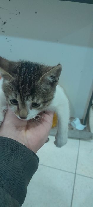 Mushuk bolasi  topib olganmiz yaxshi boqadigan odamlarga berladi takin