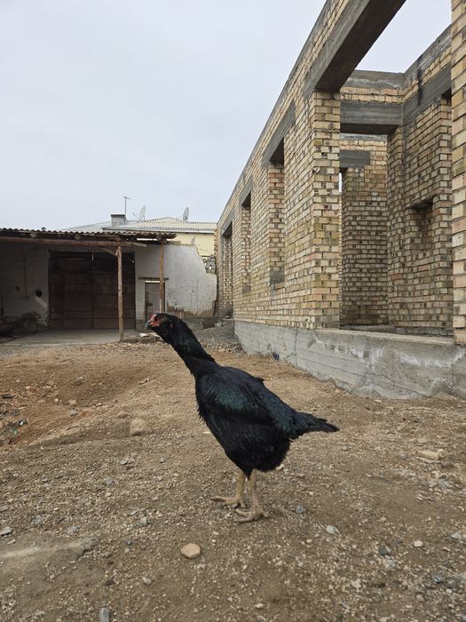 Шу хуроз ва  товукларни "тухуми" сотилади