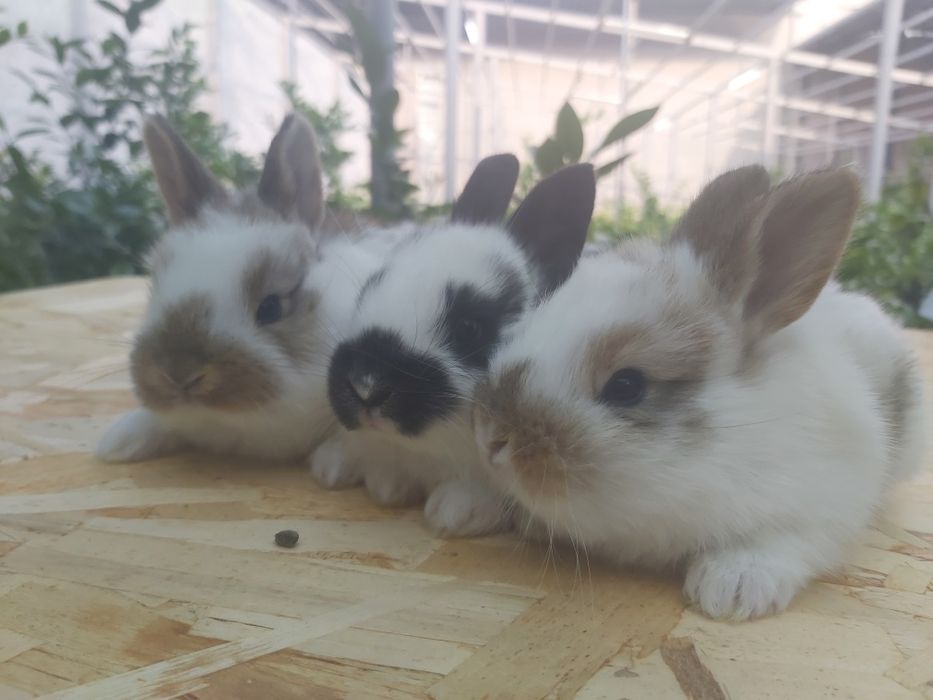 Продаются кролики крольчата куен болалари.