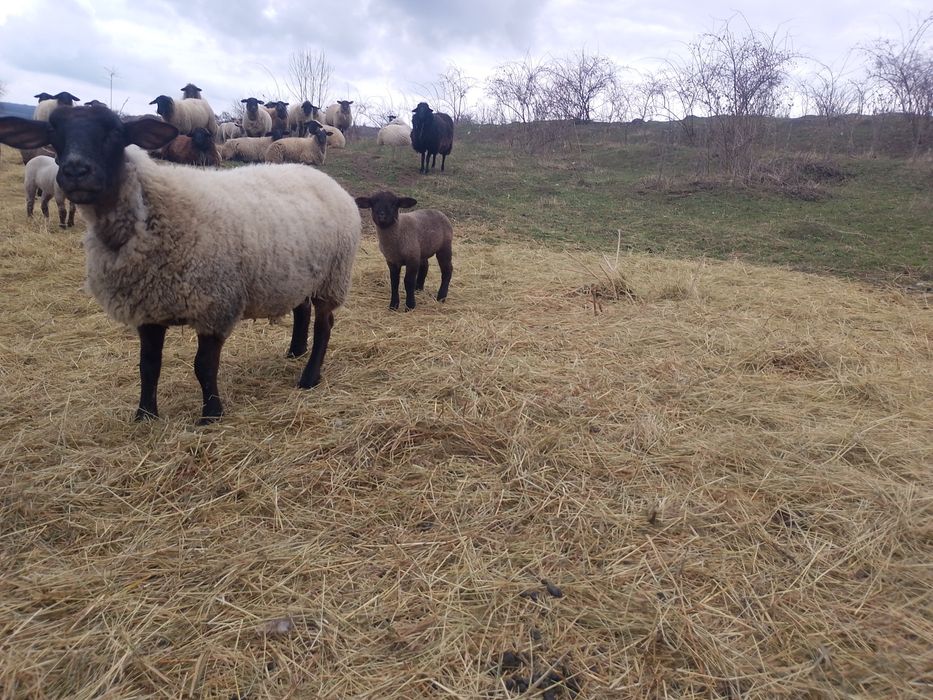 Vand oi suffolk cu și fără miel