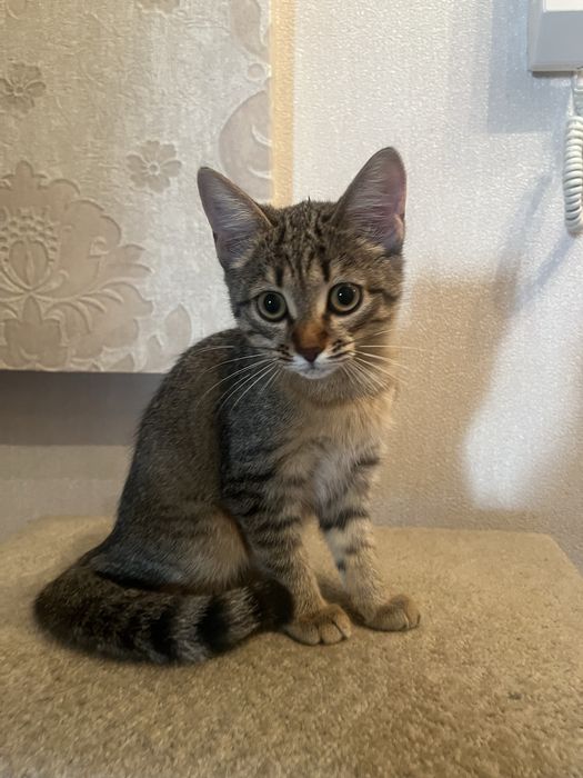 Котенок девочка ……….