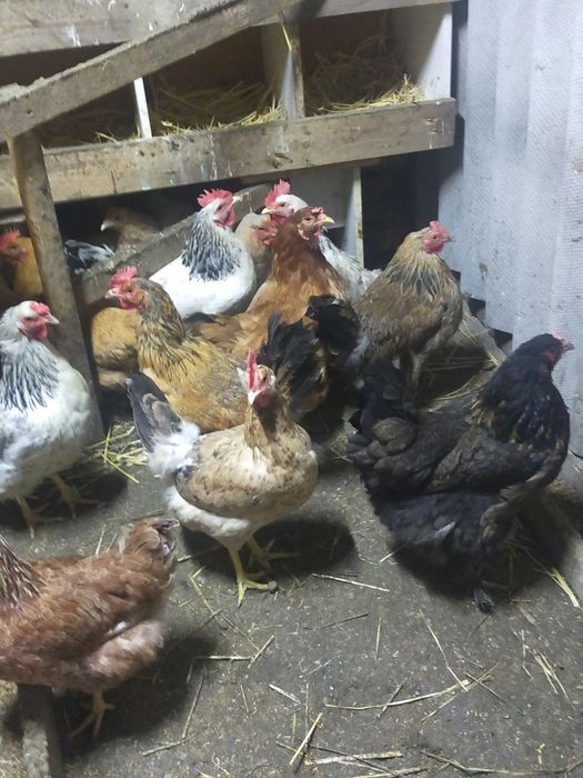 Продаются молодые куры и петух!