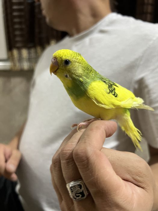 Продается говорящий попугай Кеша