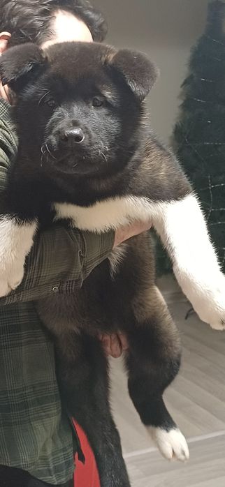 Щенки красивые ухоженные