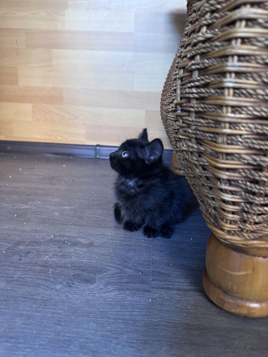 Котенок в добрые руки, срочно!