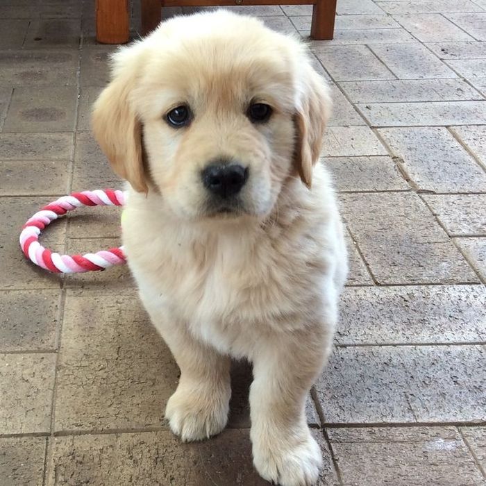Golden Retriever femelă
