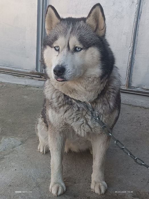 Продаеться хаски девочка 1 год