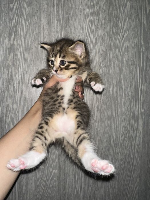 Красивые котята в добрые руки