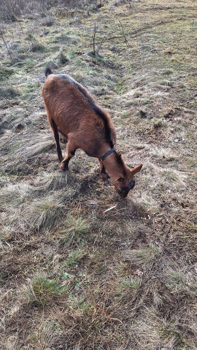 Capra Alpina Franceza, gestanta, la a doua fatare