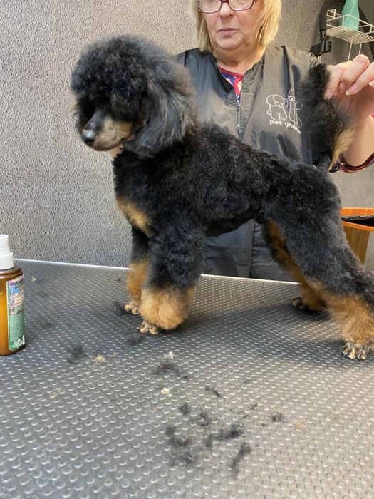 Щенок пуделя миниатюрный