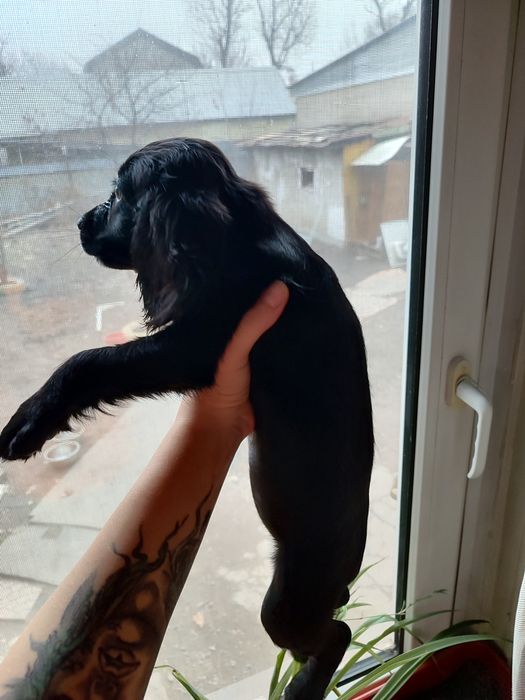 Продам щенков спаниеля