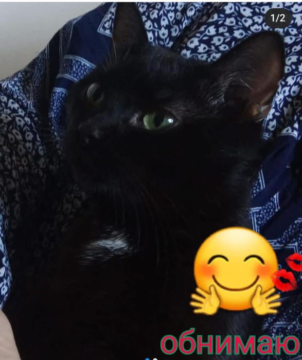 Котик потеряшка ищет своих хозяев