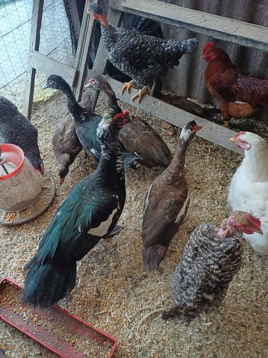 De vanzare rațe leșești