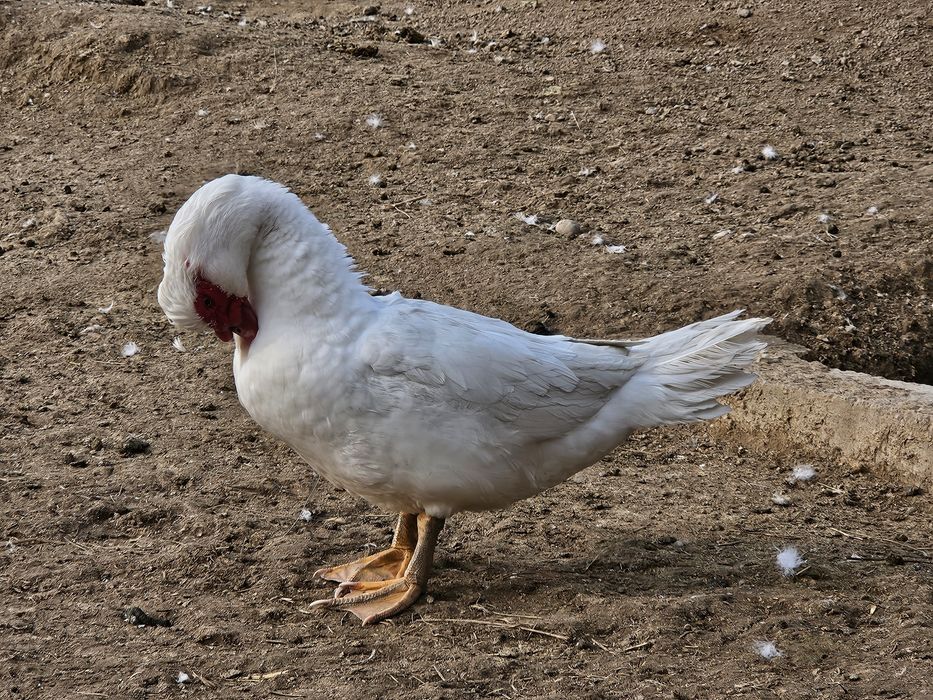 Индоутки белые самки самцы продоются