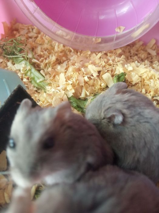 Джунгарские хомяки