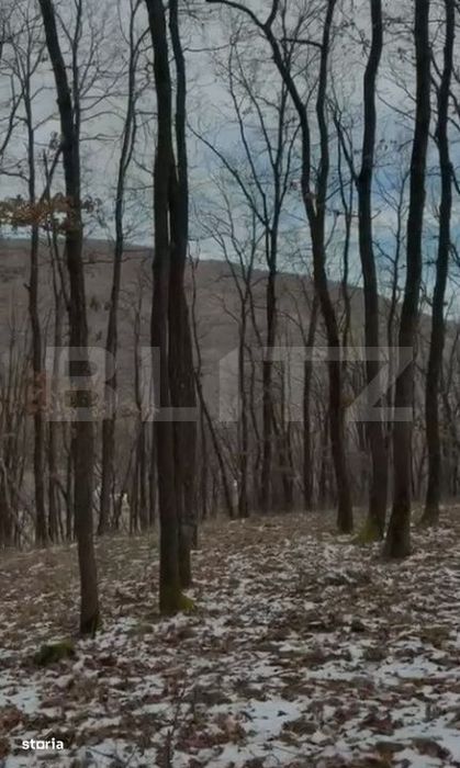 De vanzare Teren extravilan 3300mp - padure, loc. Salicea, jud. Cluj