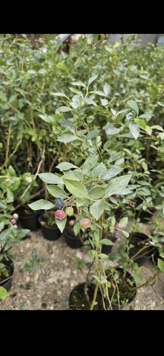 Prun Stanley Nuci Chandler Aluni Visin Castan.Afin.Ciresi >RO

L