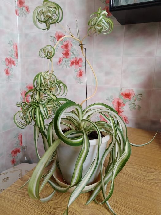 Хлорофитум кудрявый