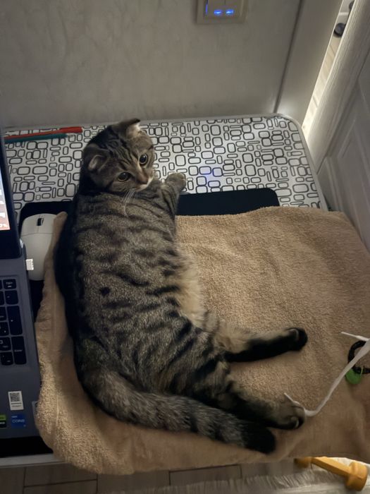 Породистая Кошка Агги