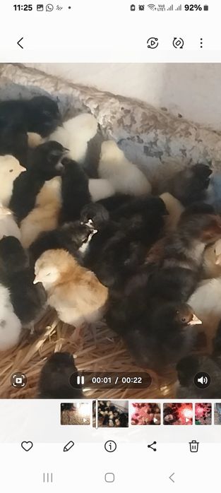 Продоется циплята