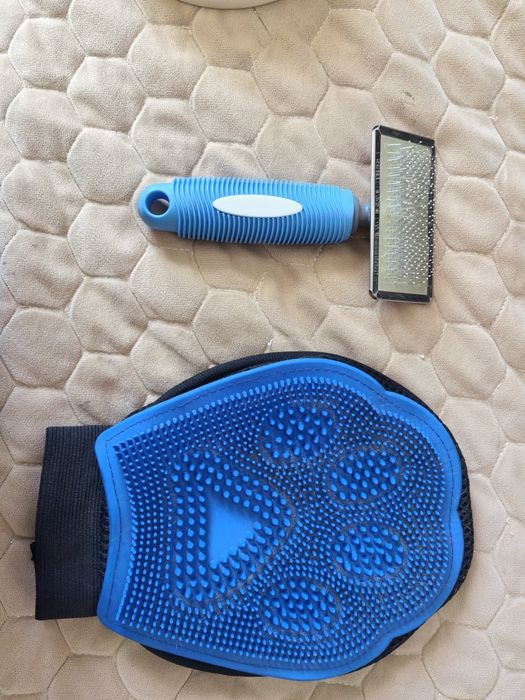Продаётся кот Шотландский вислоухий