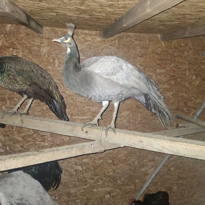 Paunite adulte, exemplare deosebite.