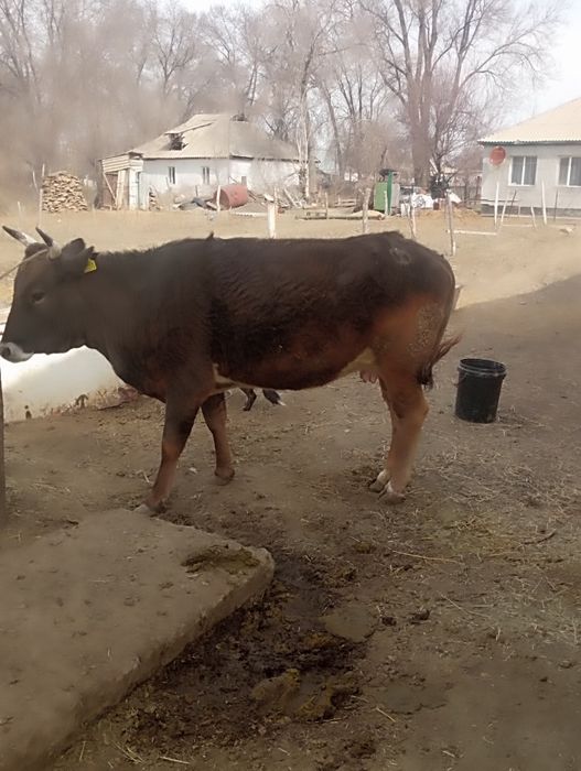 Семиз сиыр сатылады