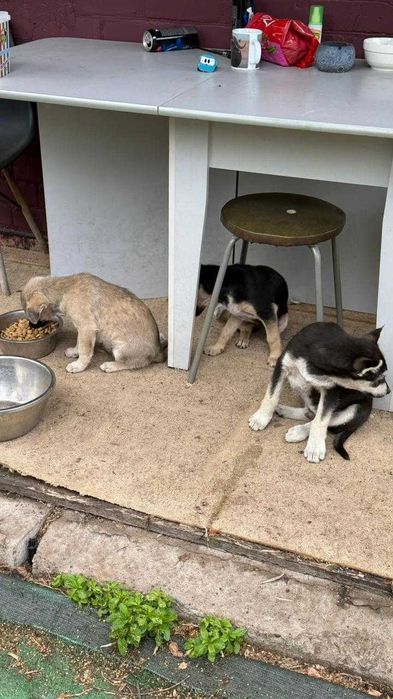 отдам щенят в добрые руки