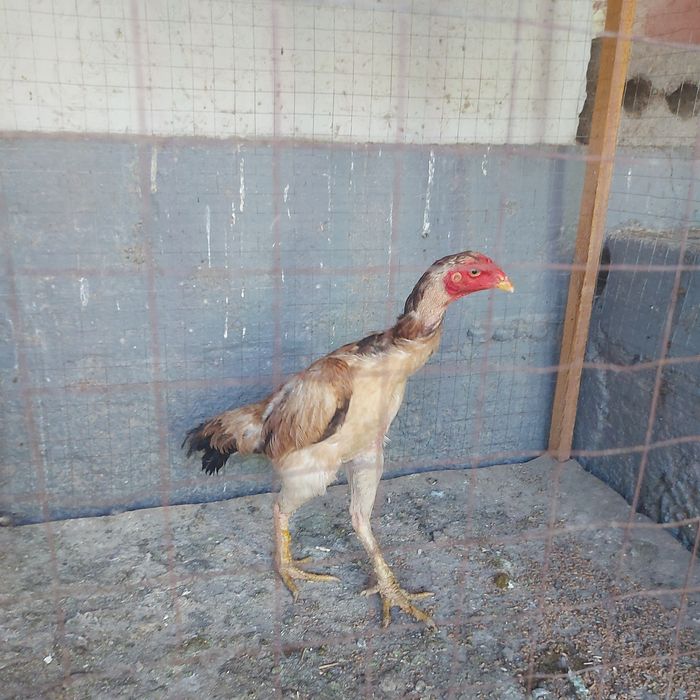 Хинтушка 1.5год мошная курочка