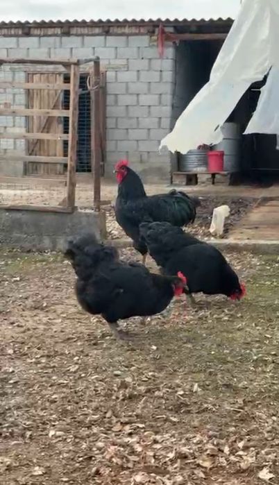 Джерсиский гигант