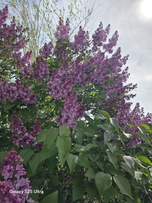 Есть сирень и ландыши в наличии