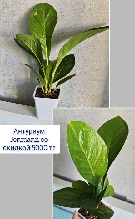 Дисхидия комнатные цветы