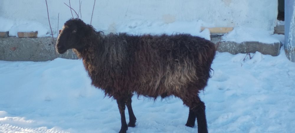 продам Барана срочно