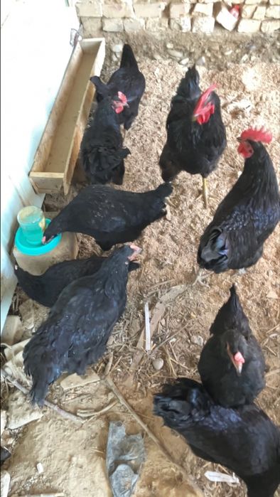 10000 som Tuxumlar sotiladi Qora Shaxzoda Gigant asl zoti