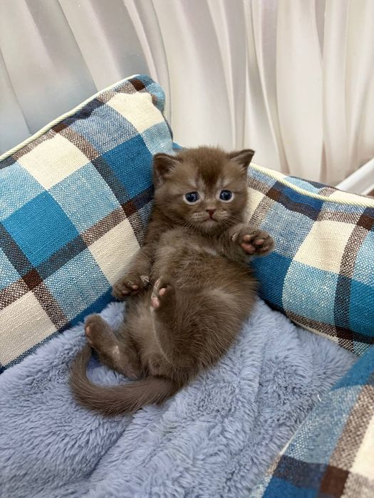 Британские котята