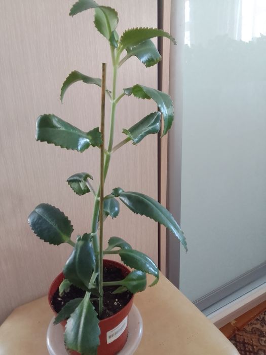 Продам комнатные цветы