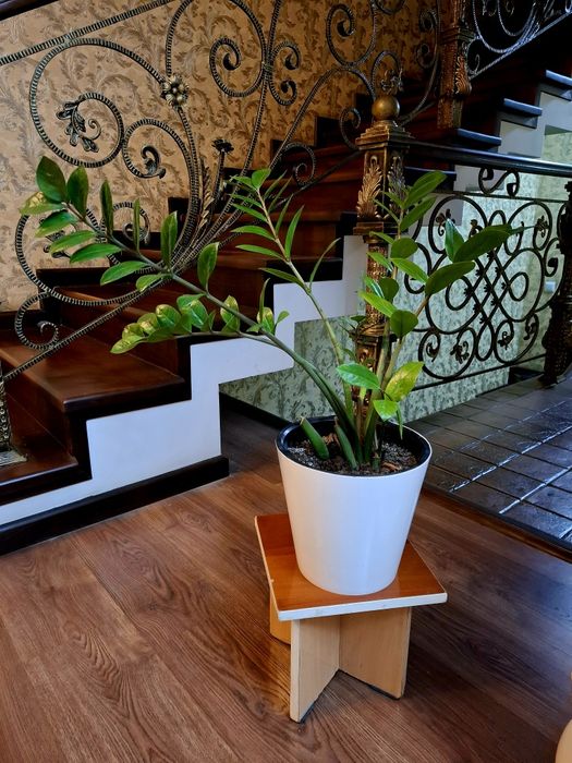 Замиокулькасы продаются