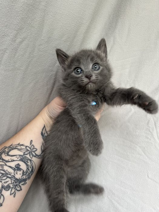 Отдам котят в добрые руки