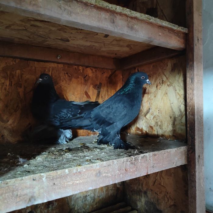 Vand sau schimb cu cereale porumbei king, voiajor, incaltati, triplerr