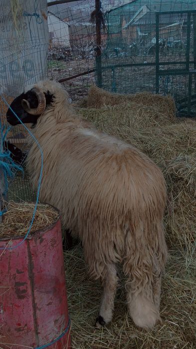 Vând Noatin din oi breze